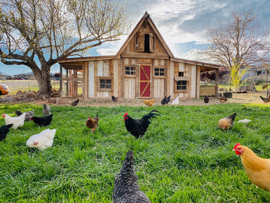 Maintaining a Healthy Chicken Coop Environment