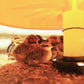 Cozy Chickens™ Brooder Habitat Plus