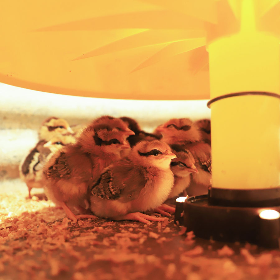 Cozy Chickens™ Brooder Habitat Plus