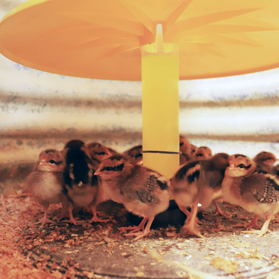 Cozy Chickens™ Brooder Habitat Plus